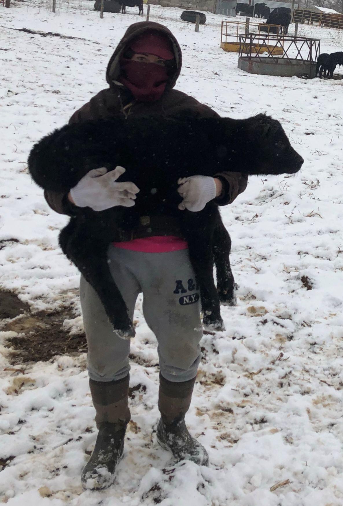 "Everything is just frozen'' 'Cold and snow testing cows, calves and ranchers
